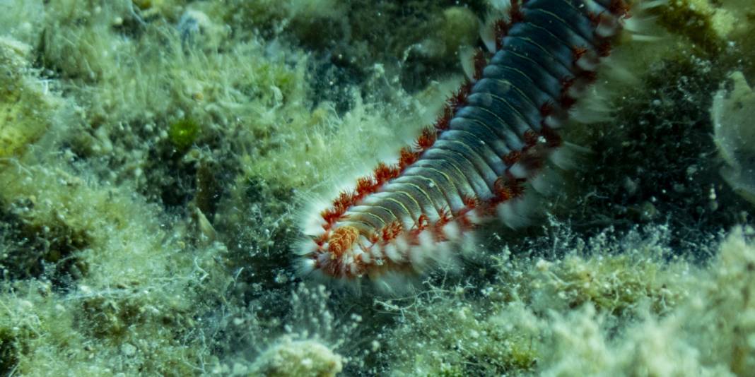 Ahtapot, iskorpit, deniz çıyanı! Bu fotoğrafları gören büyüleniyor 13